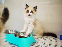 -lincat·猫舍(广州店)