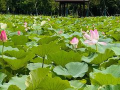 -梁鸿国家湿地公园