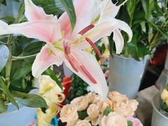 -桂林市花鸟市场