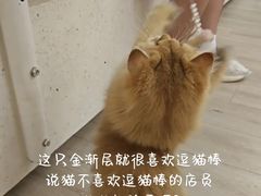 -瞄一喵猫咖(格力海岸店)