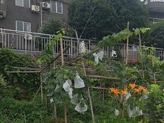 -金水泊山庄·花椒鸡(铁山坪店)