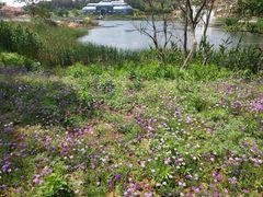-大塘金香草谷