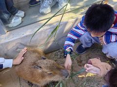 -西霞口神雕山野生动物世界
