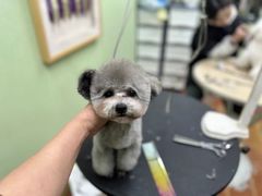 -鑫艺宠物美容培训学校