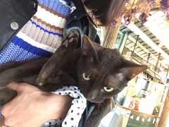 -喵屿·大理花园猫咖