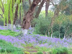 -柳浪闻莺公园