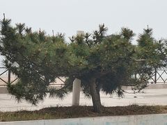 -日照海滨国家森林公园