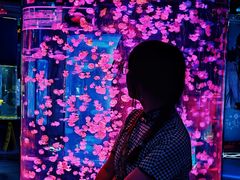 -重庆欢乐海底世界