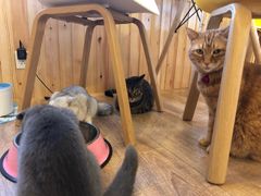 -猫的茶·猫咖