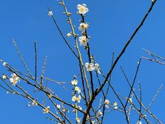 -广州市流溪河国家森林公园