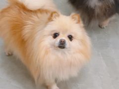 -和它·交个朋友·狗咖猫咖(爱琴海店)