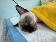 -达爱动物医院·犬猫分区·CT·复杂眼科(远洋山水分院)
