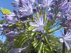 -墨尔本皇家植物园