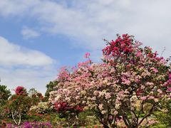 -东莞植物园