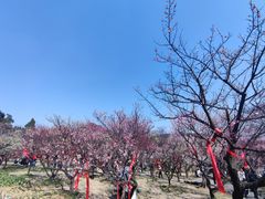 -无锡梅园公园