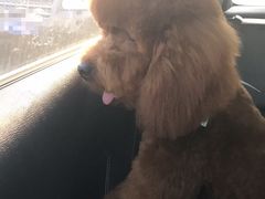 -BABYDOG宝贝狗宠物乐园(欧洲城店)