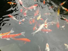 -顺德了能馆(虎门店)