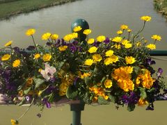 -荷兰花海
