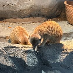 -Zoolung Zoolung动物主题公园(海信广场店)