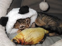 -桂桂茶(歌斐中心店)