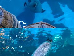 -海合安青岛极地海洋公园