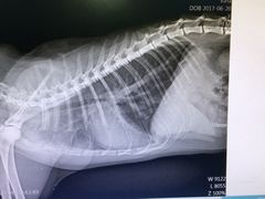-瑞鹏宠物医院·骨科·猫科·内科(第一中心)