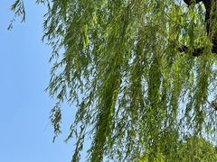 -济南大明湖景区