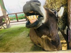 -清迈夜间动物园