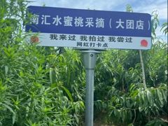 -南汇水蜜桃采摘(大团店)