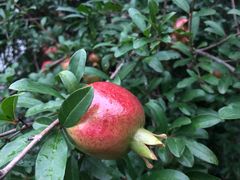 -咕叽咕叽自助烤肉小火锅(西城广场购物中心店)