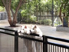 -TrueLove @ Neverland (Husky Cafe)