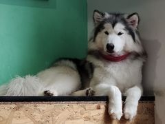 -Husky Go! 哈士奇体验馆·宠物咖啡厅狗咖