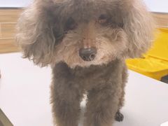 -爱侣宠医·鹦鹉专科·小型哺乳类·异宠专科(灵石路店)