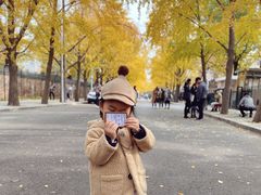 -三里屯东五街银杏大道