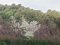-高东镇樱花园