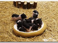 小香猪们-远洋未来广场(育慧北路店)