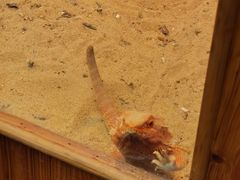 -上海大自然野生昆虫馆(东方明珠·爬宠昆虫探索中心)