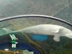 -悉尼海洋生物水族馆