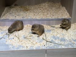 -Moni星球萌宠·小马宝莉·灵蛇·高端高阶全萌宠互动体验俱乐部(红豆国际广场店)