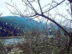 -广州市流溪河国家森林公园