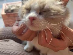 -吉丁鸟咖·异宠·寄养