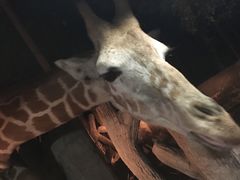 -清迈夜间动物园