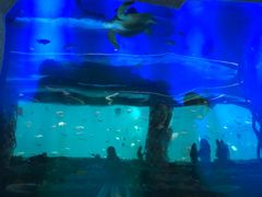 -瑞德姆美人鱼海底演艺主题餐厅(亚龙湾店)