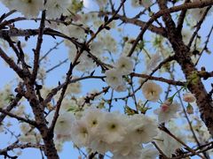 -天适樱花悠乐园