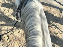 -北京群众马术培训基地