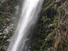 -莫里热带雨林景区