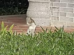 -大亚湾红树林城市湿地公园