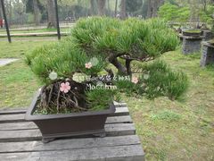 -盆景园(扬州大运河文化旅游度假区)