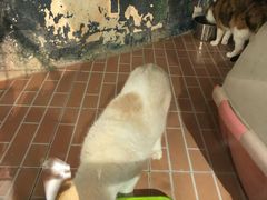 -猫咪博物馆(顶澳仔猫街店)