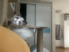 -lincat·猫舍(广州店)